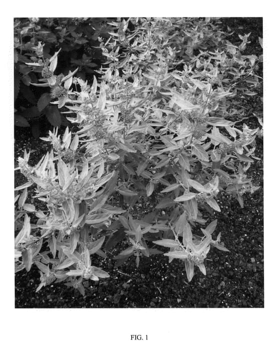Figure 1 of US plant patent PP22474, the photograph of LISSILV printed in the patent.