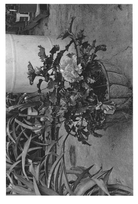 Figure 1 of US plant patent PP22475, the photograph of DUP-HNGG printed in the patent.