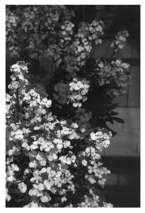 Figure 1 of US plant patent PP22476, the photograph of Inneryrysimoon printed in the patent.