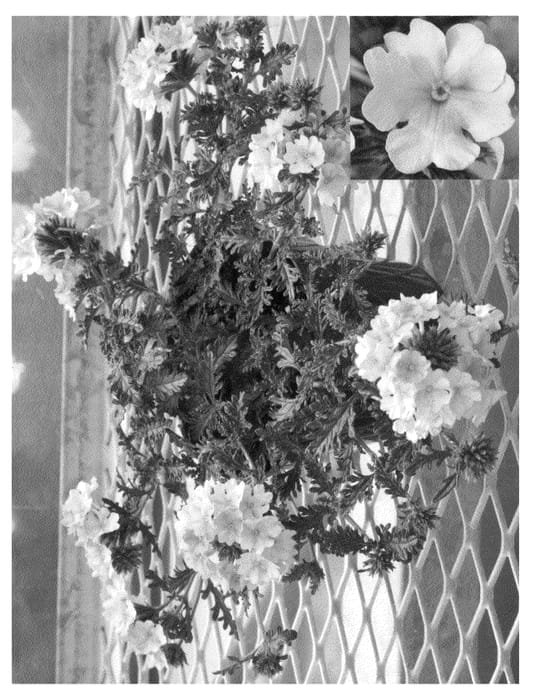 Figure 1 of US plant patent PP22477, the photograph of Apricena printed in the patent.