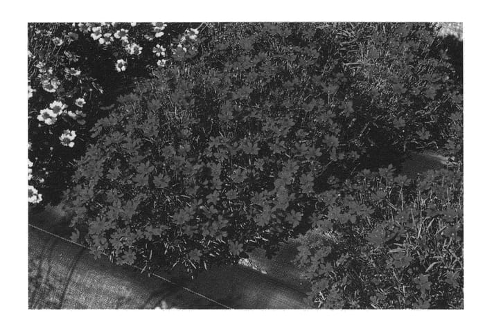 Figure 1 of US plant patent PP22479, the photograph of Cherry Pie printed in the patent.