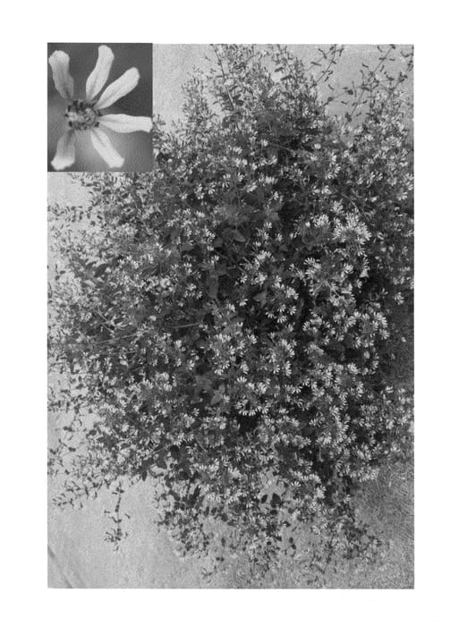 Figure 1 of US plant patent PP22480, the photograph of Cunapibi printed in the patent.