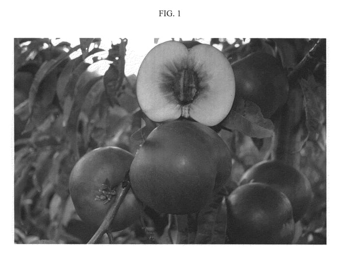 Figure 1 of US plant patent PP22481, the photograph of NECTAVANPI printed in the patent.