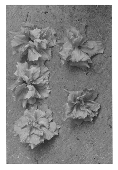 Figure 1 of US plant patent PP22482, the photograph of DUP-QUD printed in the patent.