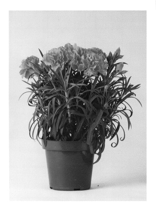 Figure 1 of US plant patent PP22483, the photograph of CFPC Mahalo printed in the patent.