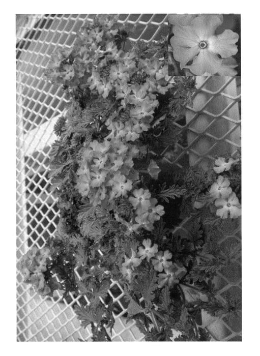 Figure 1 of US plant patent PP22484, the photograph of Plufrena printed in the patent.