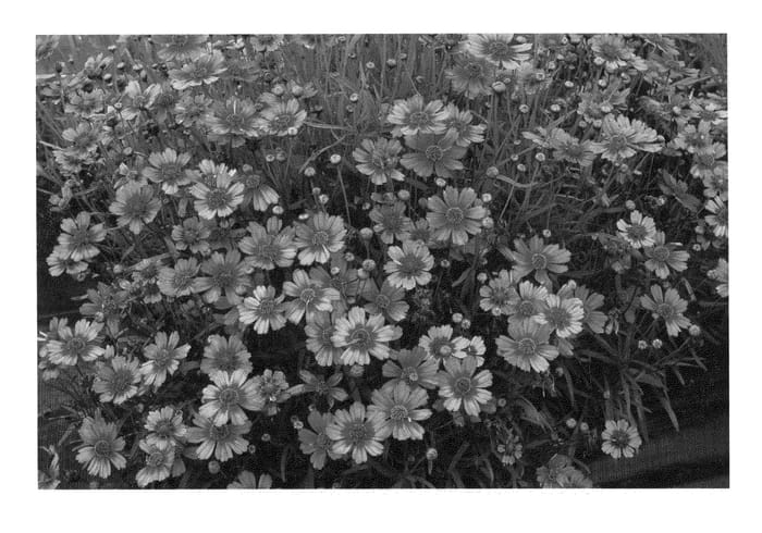 Figure 1 of US plant patent PP22485, the photograph of Garnet printed in the patent.