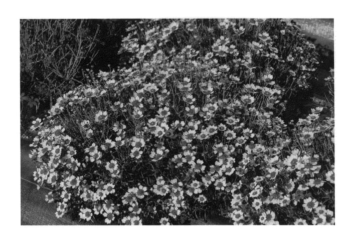 Figure 1 of US plant patent PP22486, the photograph of Pineapple Pie printed in the patent.