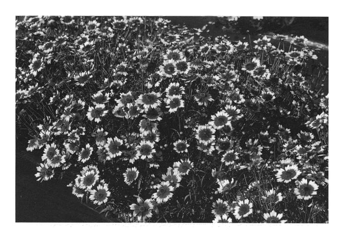 Figure 1 of US plant patent PP22487, the photograph of Fruit Punch printed in the patent.