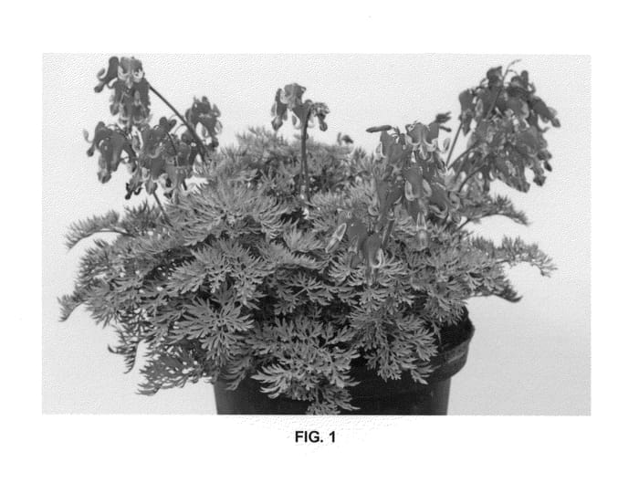 Figure 1 of US plant patent PP22488, the photograph of Fire Island printed in the patent.