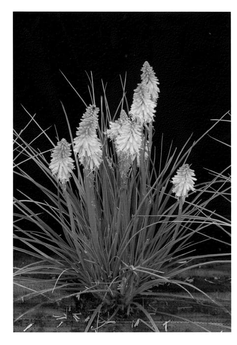 Figure 1 of US plant patent PP22489, the photograph of Creamsicle printed in the patent.