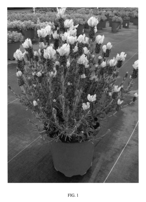 Figure 1 of US plant patent PP22490, the photograph of STRAWBERRY RUFFLES printed in the patent.