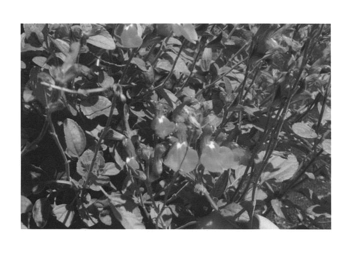 Figure 1 of US plant patent PP22491, the photograph of Bright Eyes printed in the patent.