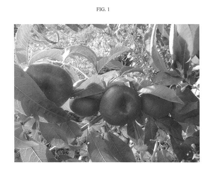 Figure 1 of US plant patent PP22492, the photograph of ASFNBF0688 printed in the patent.