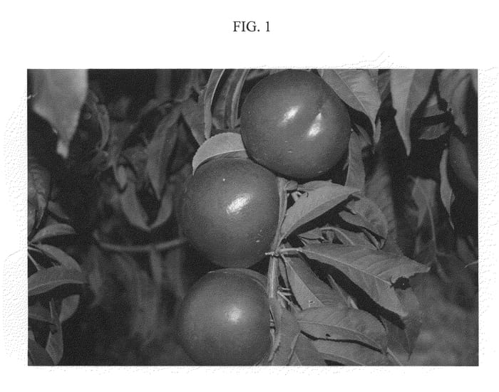 Figure 1 of US plant patent PP22493, the photograph of NECTAVANTOP printed in the patent.