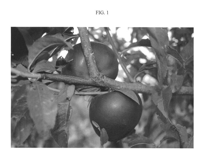 Figure 1 of US plant patent PP22494, the photograph of Nectabang printed in the patent.