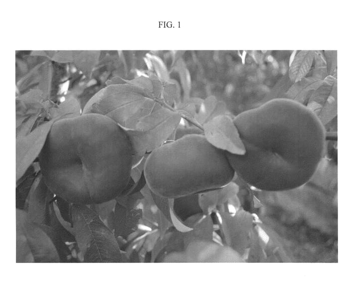 Figure 1 of US plant patent PP22495, the photograph of ASFPBF0796 printed in the patent.