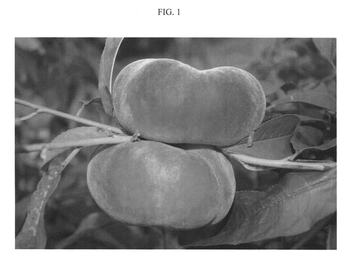 Figure 1 of US plant patent PP22496, the photograph of ASFPBF0798 printed in the patent.