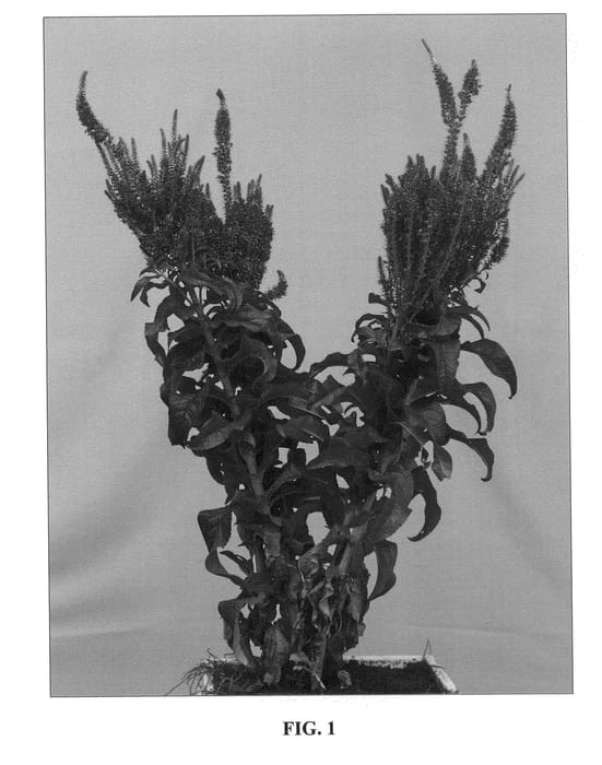 Figure 1 of US plant patent PP22497, the photograph of Blue Explosion printed in the patent.