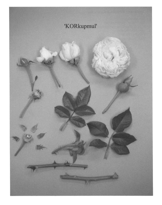 Figure 1 of US plant patent PP22498, the photograph of KORkupmul printed in the patent.