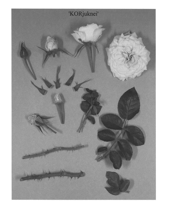 Figure 1 of US plant patent PP22499, the photograph of KORjuknei printed in the patent.