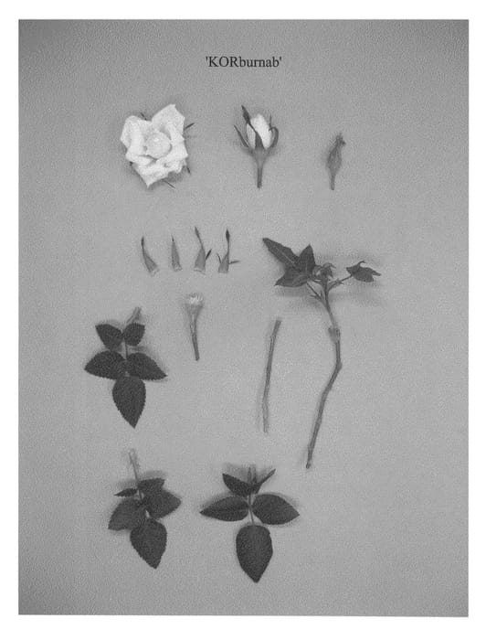 Figure 1 of US plant patent PP22500, the photograph of KORburnab printed in the patent.