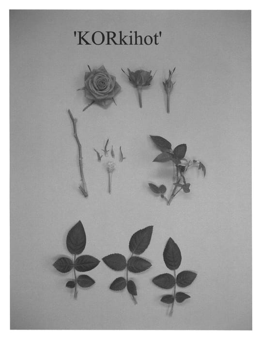 Figure 1 of US plant patent PP22501, the photograph of KORkihot printed in the patent.