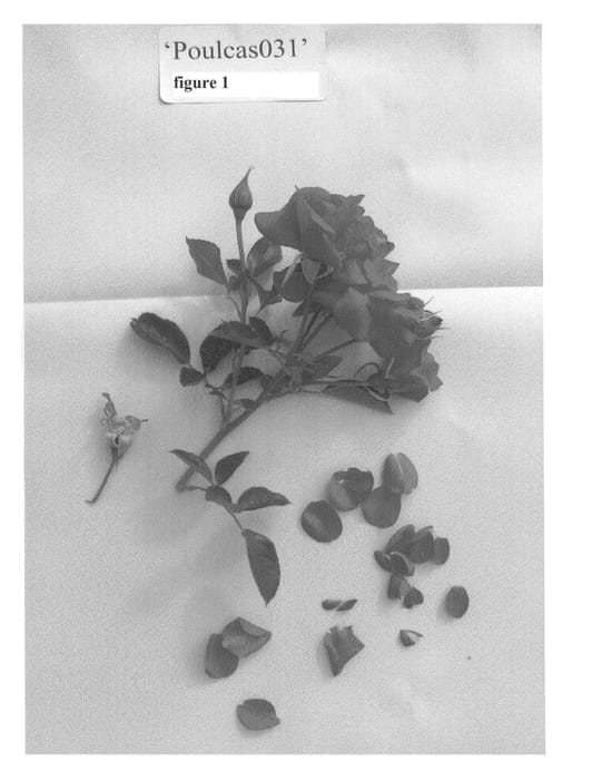 Figure 1 of US plant patent PP22502, the photograph of Poulcas031 printed in the patent.