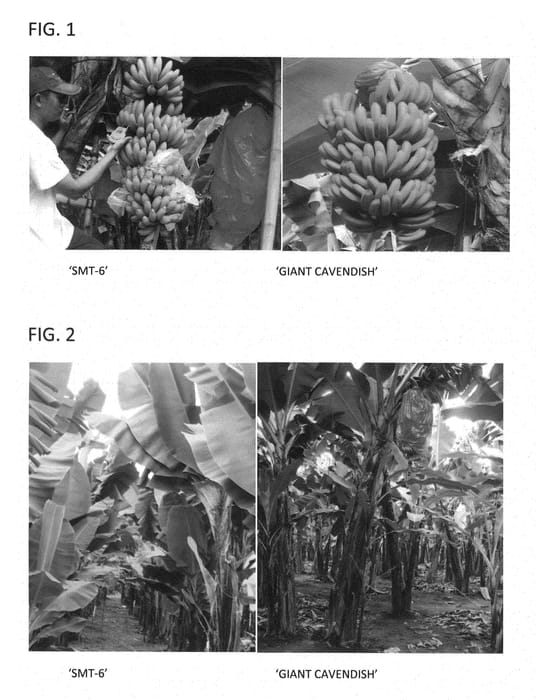 Figure 1 of US plant patent PP22503, the photograph of SMT-6 printed in the patent.