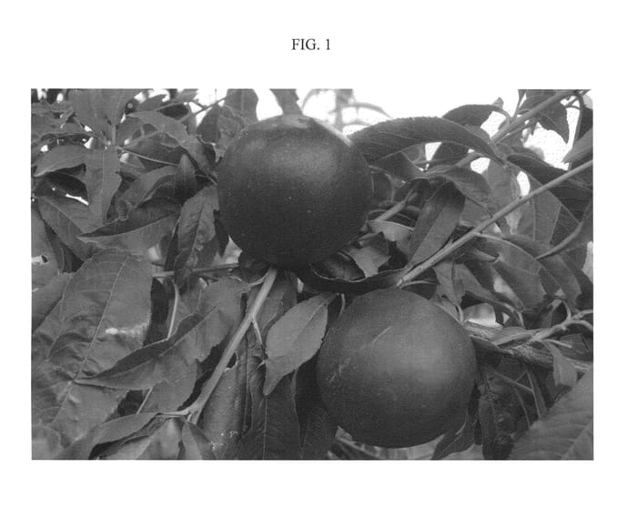 Figure 1 of US plant patent PP22504, the photograph of NECTARFLORA printed in the patent.