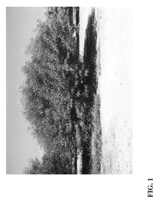 Figure 1 of US plant patent PP22505, the photograph of HBOK 10 printed in the patent.