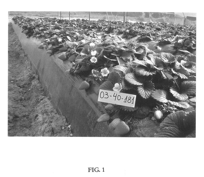 Figure 1 of US plant patent PP22506, the photograph of Sabrina printed in the patent.