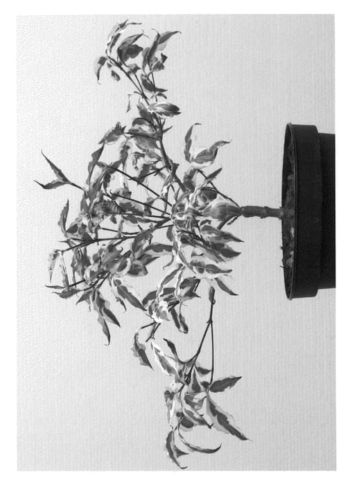 Figure 1 of US plant patent PP22507, the photograph of Eva printed in the patent.