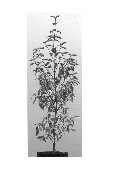 Figure 1 of US plant patent PP22508, the photograph of Melanie printed in the patent.