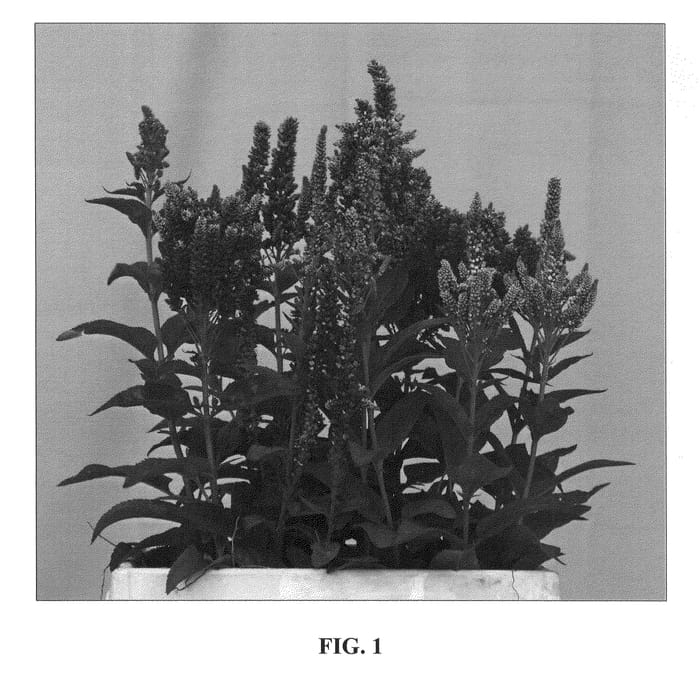 Figure 1 of US plant patent PP22509, the photograph of Blue Bomb printed in the patent.