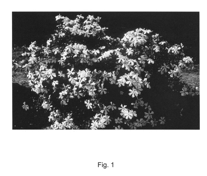 Figure 1 of US plant patent PP22510, the photograph of PIIGA-I printed in the patent.
