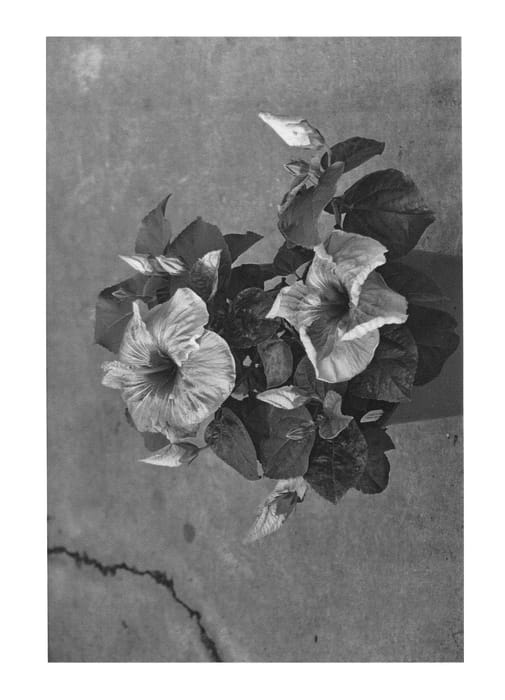 Figure 1 of US plant patent PP22511, the photograph of DUP-SWMP printed in the patent.