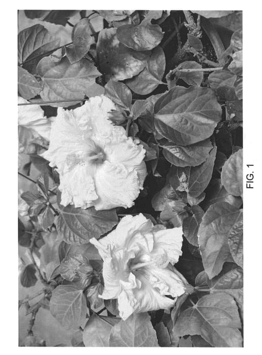 Figure 1 of US plant patent PP22512, the photograph of DUP-CNRY printed in the patent.