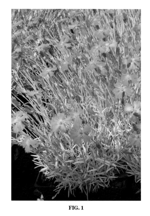 Figure 1 of US plant patent PP22513, the photograph of Faith printed in the patent.