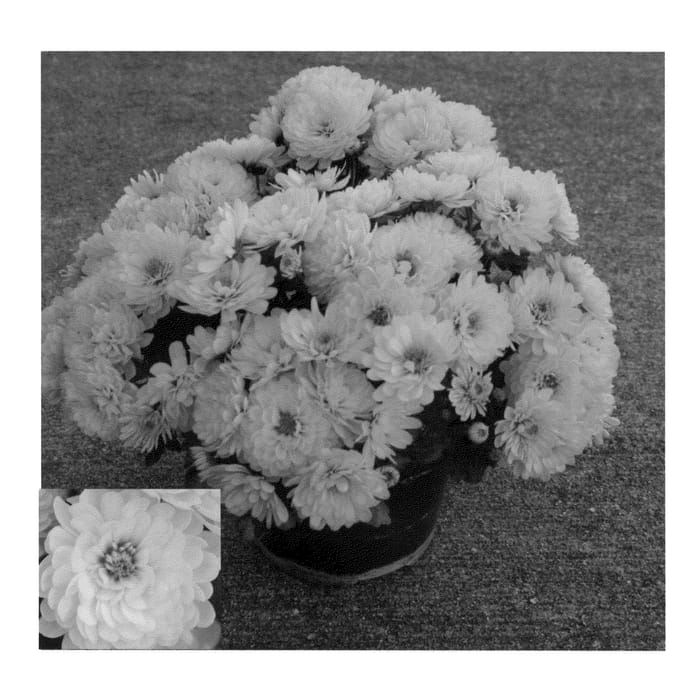 Figure 1 of US plant patent PP22514, the photograph of Syngigi Yel printed in the patent.