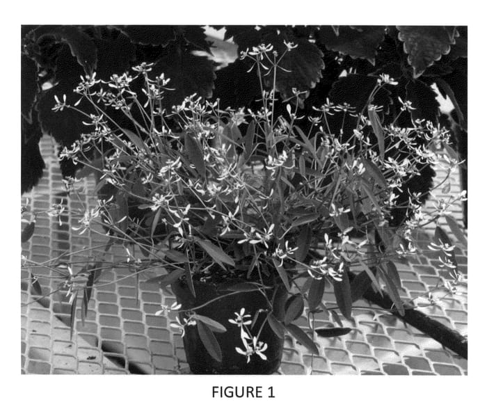 Figure 1 of US plant patent PP22515, the photograph of SYEP231 printed in the patent.