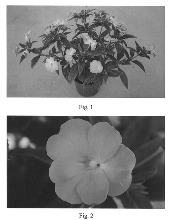 Figure 1 of US plant patent PP22516, the photograph of SAKIMP021 printed in the patent.
