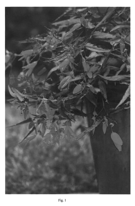 Figure 1 of US plant patent PP22517, the photograph of Nzcthree printed in the patent.
