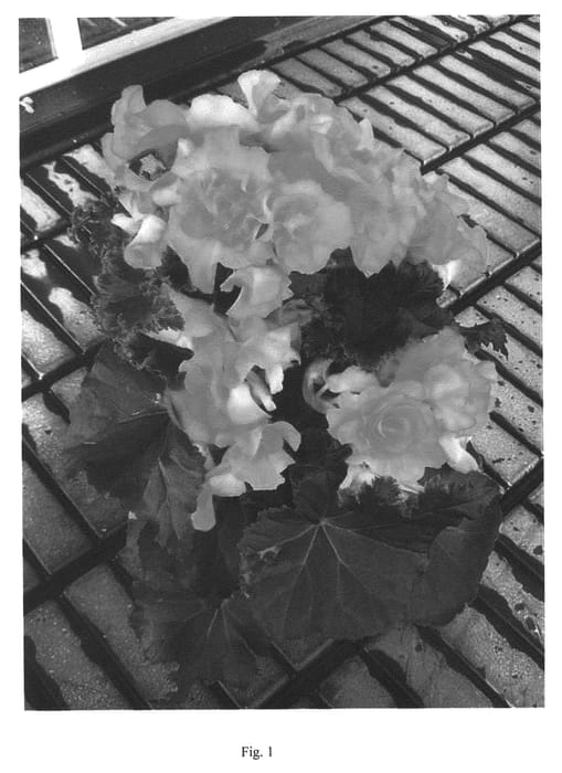 Figure 1 of US plant patent PP22518, the photograph of Have02 printed in the patent.