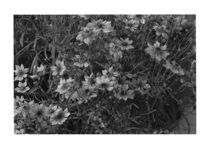 Figure 1 of US plant patent PP22519, the photograph of Pumpkin Pie printed in the patent.