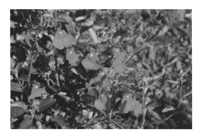 Figure 1 of US plant patent PP22520, the photograph of Orchid Glow printed in the patent.