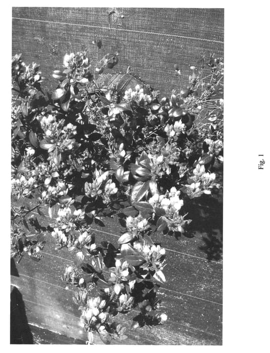 Figure 1 of US plant patent PP22521, the photograph of CORABLUE printed in the patent.