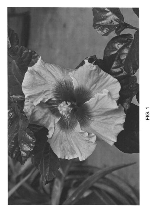 Figure 1 of US plant patent PP22522, the photograph of DUP-MNLS printed in the patent.