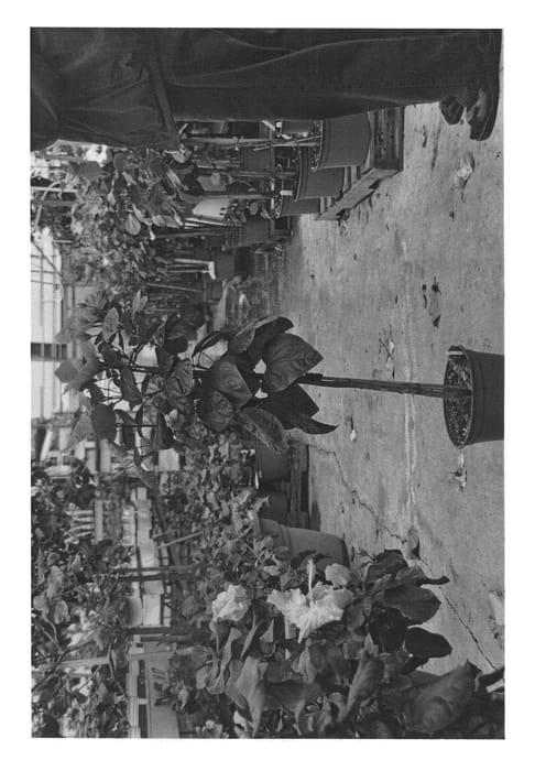 Figure 1 of US plant patent PP22523, the photograph of DUP-DLR printed in the patent.