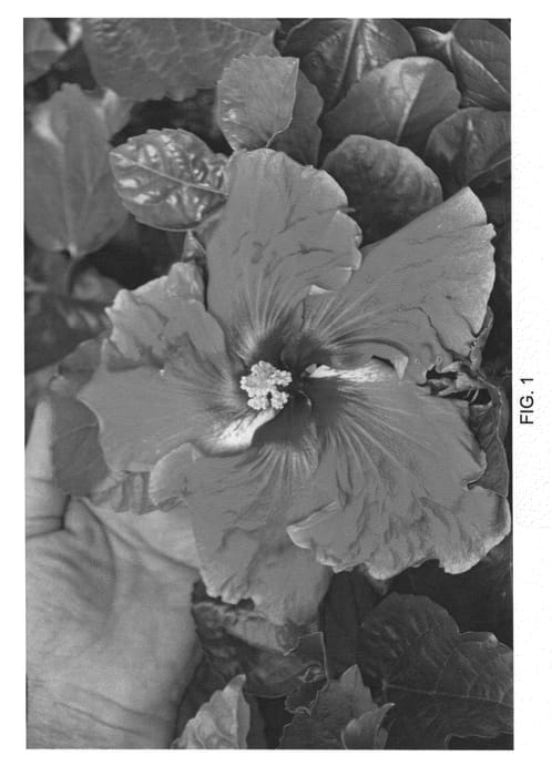 Figure 1 of US plant patent PP22524, the photograph of DUP-RPL printed in the patent.